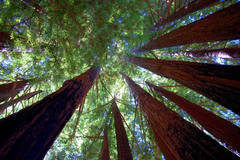 Sequoia State Park